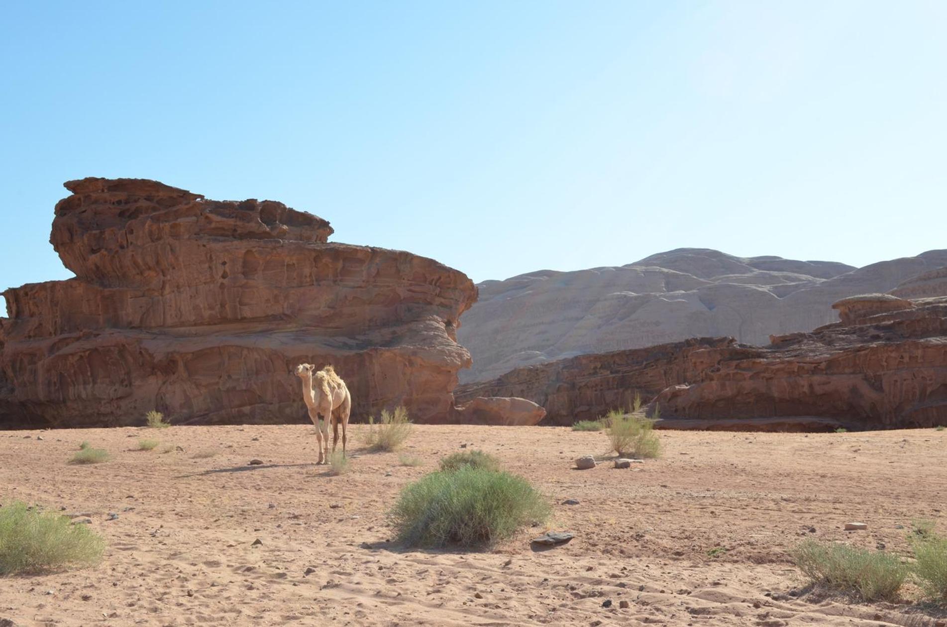 Hotel Wadi Rum Caeser Camp Extérieur photo